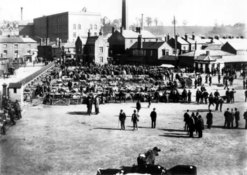 Storfe- og engrosmarked, Kidderminster, 1900